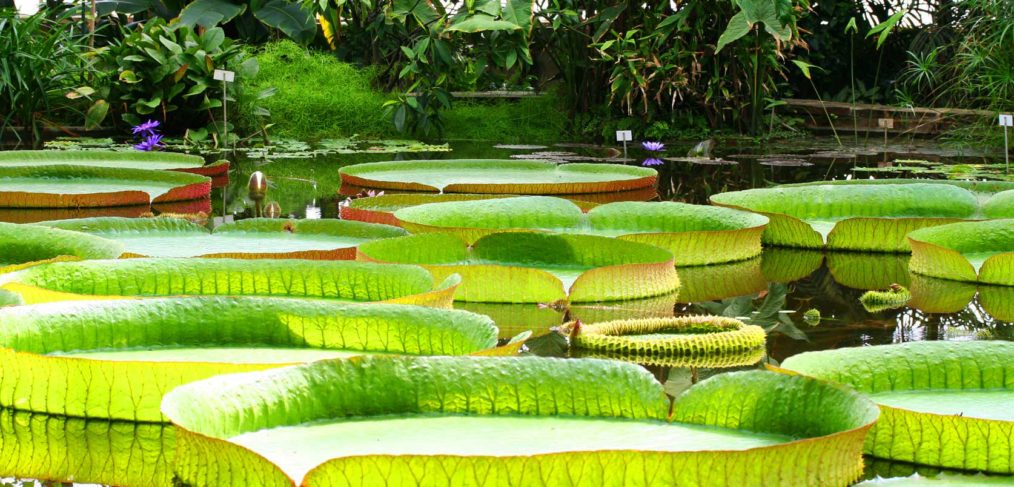 El Jardín Botánico La Concepción